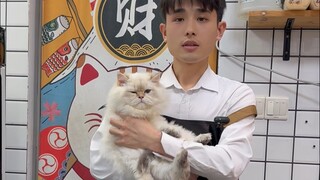 Level Kucing Impian