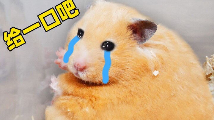 Chú chuột hamster lớn nhất toàn mạng? “O’Neal của giới chuột” rốt cuộc có bị thừa cân không?