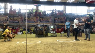 Calabarzomm 3-Stag Derby Finals BGT Gold x Dom 1st Fight Win! Metro Darasa