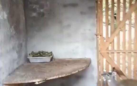 ไต่ผนังไต่หลังคา? ฉันก็ทำได้เหมือนกัน!