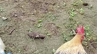 bulik na maliit vs pula na ma ilap