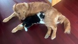 The newly weaned border shepherd wanted to suck the milk of the golden retriever brother until he bi