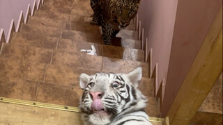 Huhu: Ayah, hari ini bayar uang perlindunganmu, kalau tidak aku akan membiarkan mini naik ke atas lh