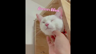 มาลีบอกฟินนนน