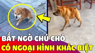 Chú chó có NGOẠI HÌNH KHÁC LẠ khiến nhiều người ngạc nhiên cho đến khi biết được SỰ THẬT 😅 Gâu Đần