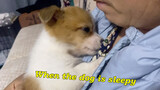 [Hewan]Anak anjing tidur di pelukan orang tua saya