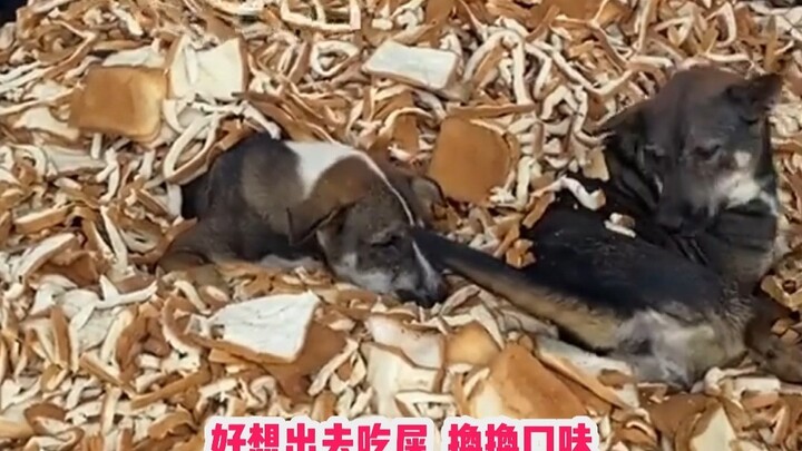 นี่ไง ขอบขนมปังที่ฉันชอบที่สุดเลย! หมากินฟรี แต่ฉันต้องจ่ายเงินนะ