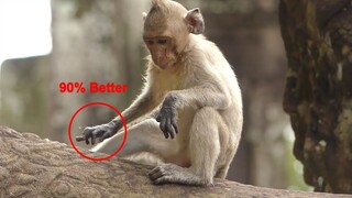 New Update! Congratulation Poor Baby Janet Monkey 90% Better, Janet Walk Do Every Thing As Before