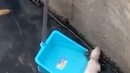 ลูกสุนัขที่เพิ่งเกิดถูกกระแสน้ำพัดพาไป แม่สุนัขตามหาลูกเป็นระยะทางห้ากิโลเมตรจึงพบตัวลูกในที่สุด!