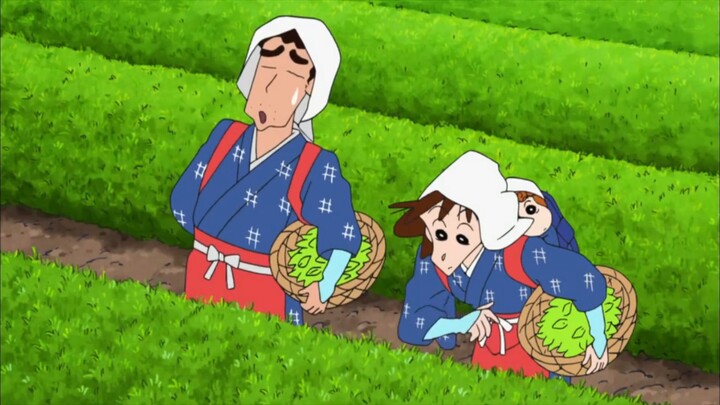 【Crayon Shin-chan】Petik daun teh segar di kebun teh dan nikmati aroma manis dan harumnya