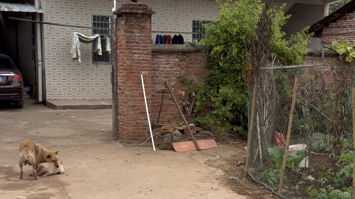 ฉันยังเล่นไม่จุใจเลย แม่มันก็คาบกลับบ้านไปอีกแล้ว