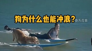 Why can dogs surf? #Science #Relaxing #ExtremeSports