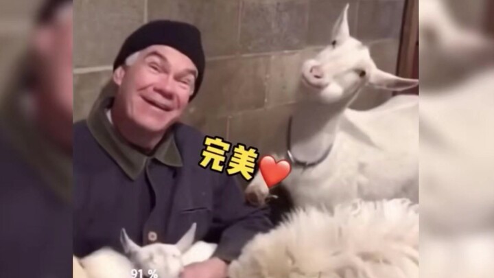 A Collection of Heartwarming Animal Behaviors—So Cute!...