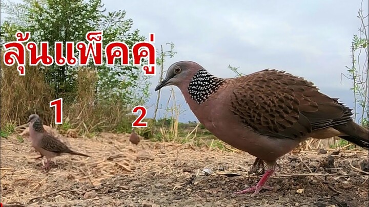 แบ่งนกหัดต่อดินอายุ8เดือน#dove training【เจ้าอะลาดินEP2】#Bẩy Chim Cu Gáy#burk terkukur pikat