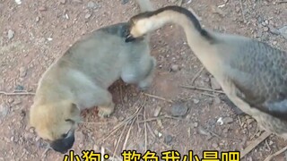 Anak anjing: Hanya butuh dua bulan untuk balas dendam!