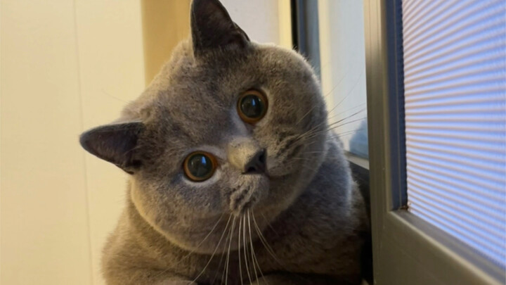 I recommend everyone get a blue cat because there are so many benefits.