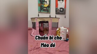 Chuẩn bị cho mèo đẻ ạ cat mèo GuongMatHaiHuoc SoMiHong SugarCrash TikTokHuongNghiep