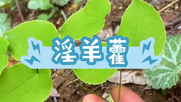 Yin Yang Huo nggak cuma manjur buat domba lho!