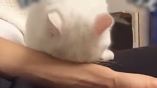 هذا هو السبب وراء امتلاك الرجال للقطط