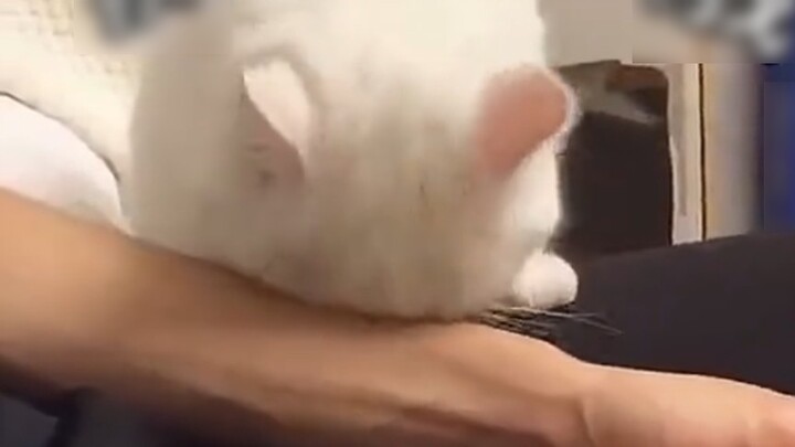 This is why boys keep cats