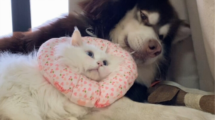 Kucing bekas berkualitas dengan cacat yang dibesarkan bersama Alaska