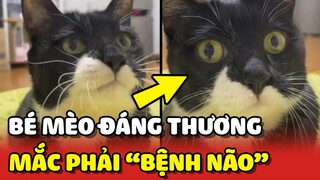 Bé mèo ĐÁNG THƯƠNG bị LIỆT vì mắc phải BỆNH NÃO | Yêu Lu