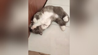 nhõng nhẽo ald BritishLonghair cat catlover mèo hot 고양이 xám_mặt_ngầu  meocute