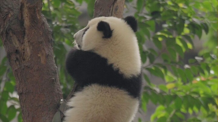 เจียซินน่ารัก เชื่อฟังมาก~