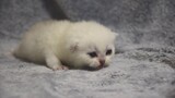 10 day old baby cats | Scottish Fold | Cute silver kittens