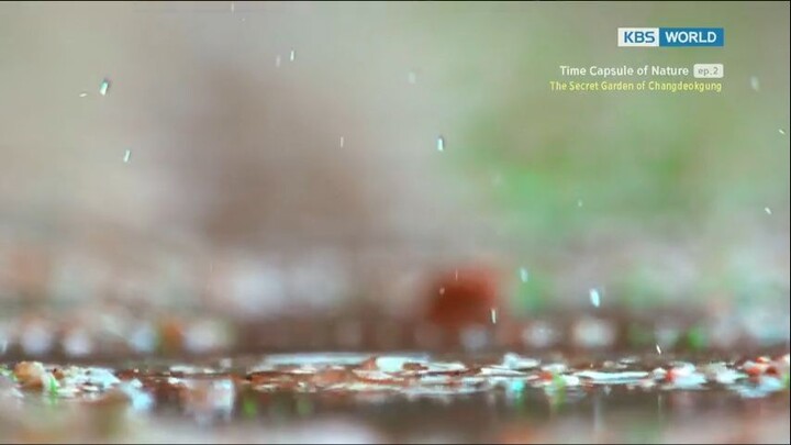 Time Capsule Of Nature Ep. 2