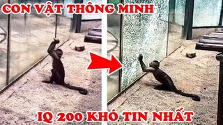 Khỉ Dùng Đá Vượt Ngục và 15 Con Vật Sở Hữu IQ 200 Thông Minh Khó Tin Nhất Thế Giới