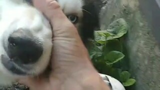 俄罗斯网友家里的二哈...这是养了台订书机？
