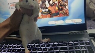 Apa yang terjadi jika saya menggambar kartu dengan mouse?