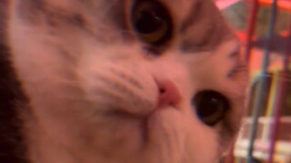 Mi: Teman, lebih baik jarang pergi ke tempat-tempat seperti kafe kucing!