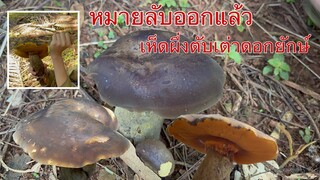 ไม่คิดว่าจะเจอ🐍 เมื่อน้องอิ๋วมาหมายลับเห็ดผึ่งตับเต่าดอกใหญ่มากก