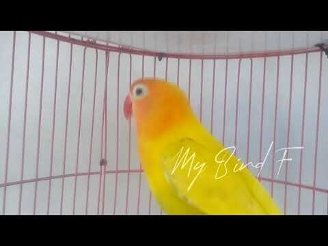 PANAS!!!! Lovebird BISA PANAS Gacor dalam SEKEJAP, PEMIKAT Lovebird BISU dan LELET