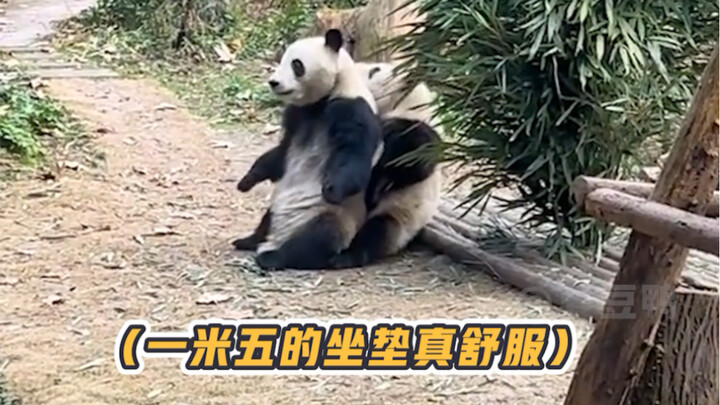 Hoa Hoa: Em trai hơi điên rồi phải làm sao!