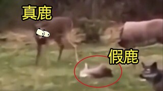 鹿：不是哥们，你真下头啊？【阅片无数3rd 26】
