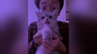 QUẨY NHÊN idolface trending thucung meow caoratngoan chiecmeotensoi onhavanvui