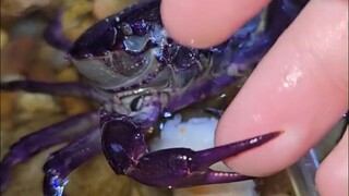 أطعم أحد المستخدمين سلطعونه الأليف، لكن يبدو أنه مهتم أكثر بأصابع صاحبه.