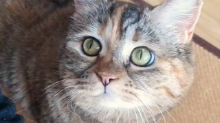 麻麻你理理我呀！