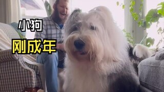 那些让人惊叹的动物视频！
