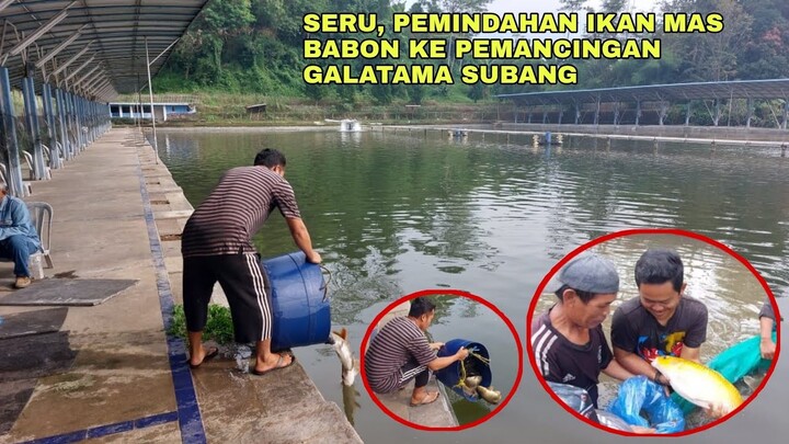 SERU, PEMINDAHAN IKAN MAS BABON KE PEMANCINGAN GALATAMA DI SUBANG JAWA BARAT