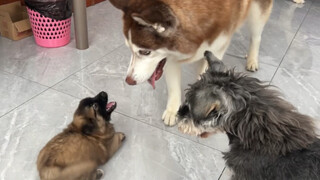 When a puppy faces three strange big dogs, will it be scared?