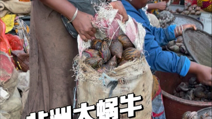 Siput gajah Afrika, siput raksasa yang merajalela di pasar Afrika, ternyata bisa didaur ulang sepert