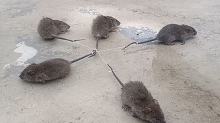 What happens when you tie these rats' tails together?