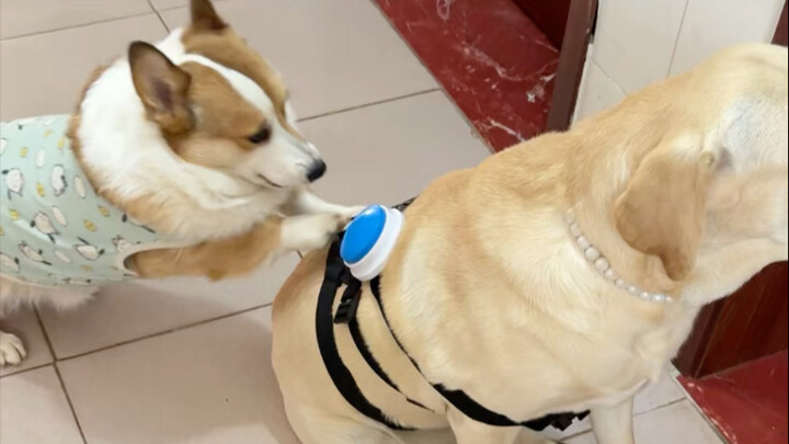 แปะปุ่มไว้บนหลังเสี่ยวจิ่ว