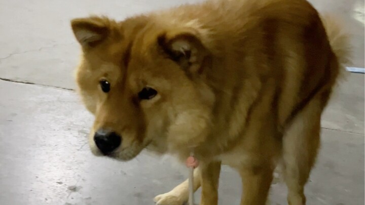 Ternyata anjing juga bisa sembelit, tapi suara mendengusnya itu lucu banget sih