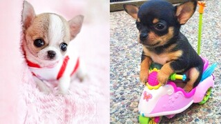 Baby Dogs - Cute and Funny Dog Videos Compilation #40 l Aww Animals