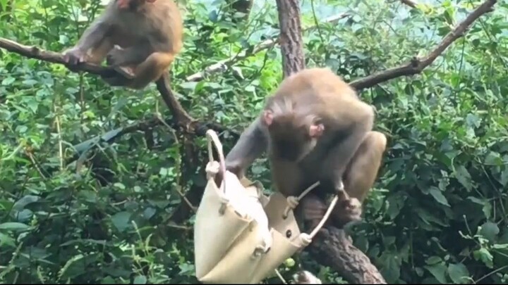 ลิงป่าสุดแสบ! แอบฉกกระเป๋าหรูเพื่อไปหาของกิน #viral #ไวรัล #เล่าเรื่อง